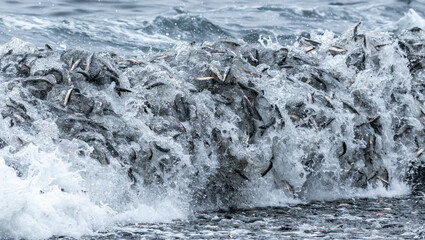 Fish rolling in the waves