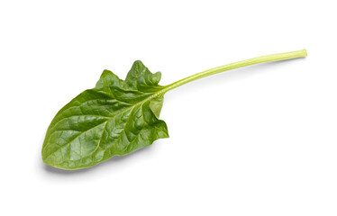 Spinach leaf on a white background close-up, top view.