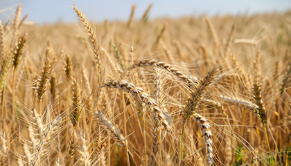 Close up of wheat ears, field of wheat in a summer day. Harvesting period