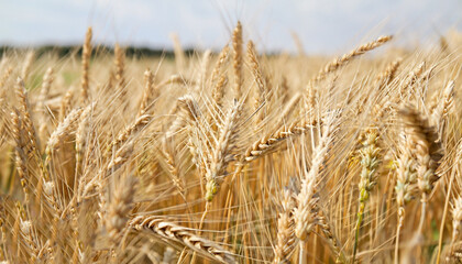Close up of wheat ears, field of wheat in a summer day. Harvesting period