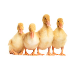 Cute little ducklings stand in funny poses on a white background and look at the camera.