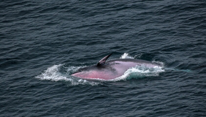 Fototapeta premium Whale feeding in Atlantic ocean