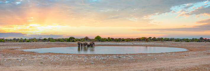 Amazing african elephants at sunset concept - African elephants standing near lake in Etosha...