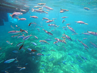 Underwater world of Mediterranean Sea.  Turkey - 624651807