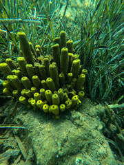 Underwater world of Mediterranean Sea.  Turkey - 624651812