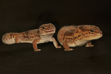 A pair of African fat tailed geckos are getting ready to mate. Selective focus with black BG. This...