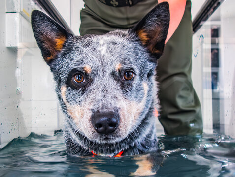 Australian Cattle Dog hydrotherapy on a treadmill with helper.