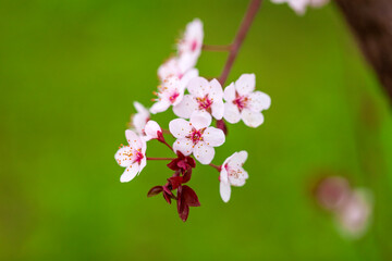 Obraz premium The plum blossom