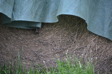 Large straw round pale under green tarpaulin