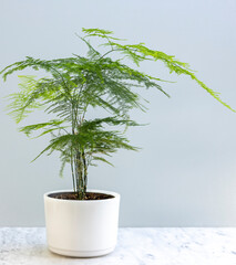 Asparagus plumosa fern in a beautiful pot with copy space © GreenThumbShots