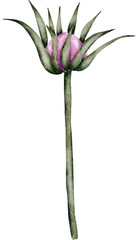 Pink Flower Watercolor illustration