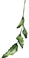 Green Leaf Watercolor  illustration