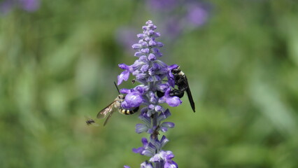 bumblebee on lavender, A bumblebee delicately lands on a lavender flower, drawn to its vibrant beauty and enticing aroma.
