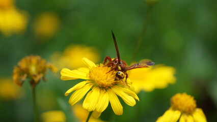 bee on yellow flower, A busy bee gracefully lands on a small sunflower, drawn to its golden petals and sweet nectar.