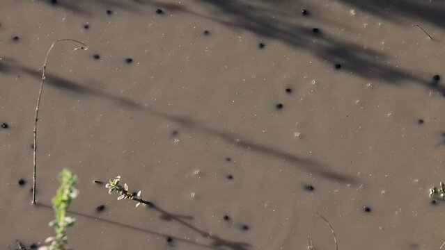  Black tadpole heads moving around swimming under the surface of a muddy puddle