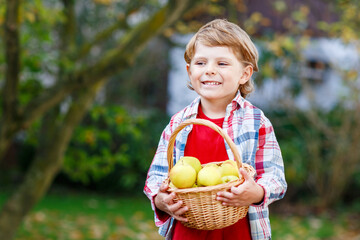 Active happy blond kid boy picking and eating apples on organic farm, autumn outdoors. Funny little preschool child having fun with helping and harvesting.