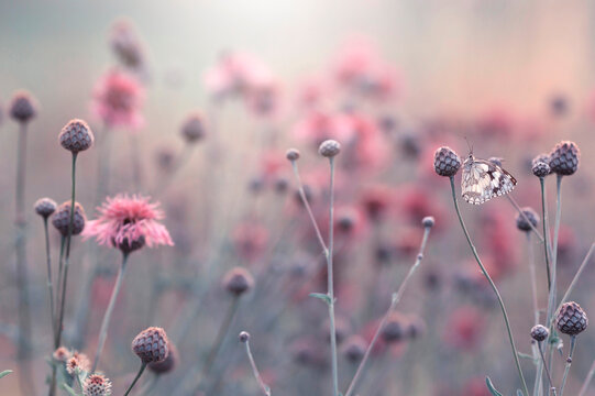 Motyl Polowiec Szachownica wśr&oacute;d kwiat&oacute;w na łące