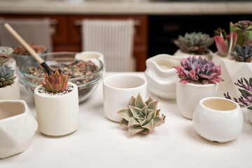 Home gardener transplanting succulent plant in ceramic pots on a table
