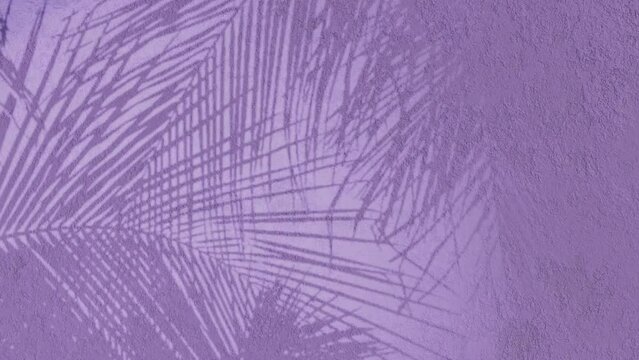 floral background animation tropical 3d rendering, animated shadow on purple texture wall, plastered wall texture, moving ferns flower plant branches, palm leaves, theme backdrop cgi, silhouette.