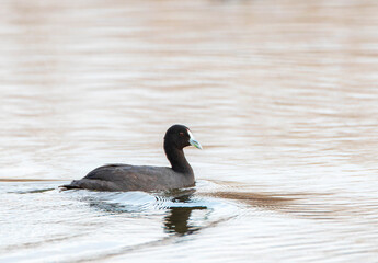 Red-knobbed Coot, Fulica cristata