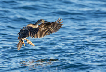 European Shag, Phalacrocorax aristotelis aristotelis