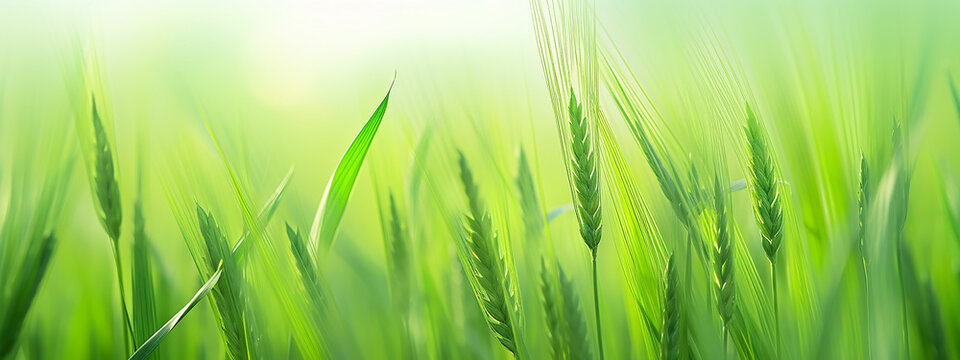 green wheat sprouts top blurred background panorama eco banner. Generative AI