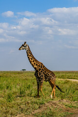 Giraffe (camelopardalis) at the Serengeti national park, Tanzania. Wildlife photo