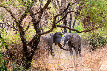 Two elephants fighting for the female. Lake Manyara national park, Tanzania