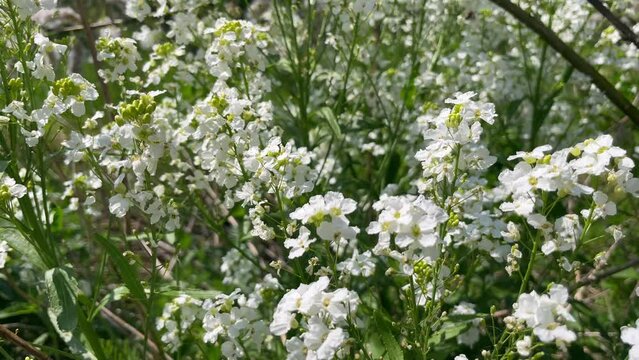 Alyssum maritimum or niwanazuna. Sweet alyssum or sweet alison in nature. Rack focus.