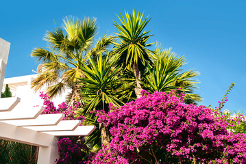 Tropical garden. Palm trees and blooming lilac bush against the blue sky