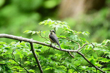 新緑の森のヤマガラの幼鳥