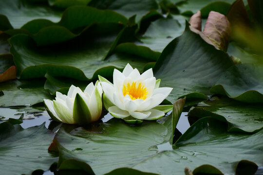 白い睡蓮の花