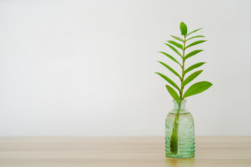 Green branch of Zamioculcas Zamifolia in a glass vase for home decorations. Copy space