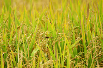 田んぼの赤トンボ