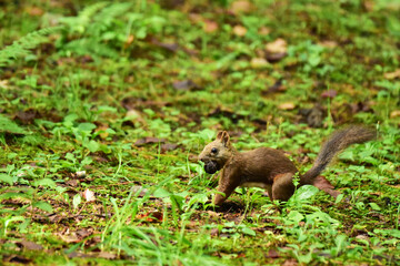 クルミをくわえる地面のエゾリス