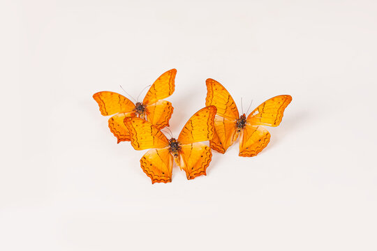 Group of yellow vindula dejone butterfly isolated on white background