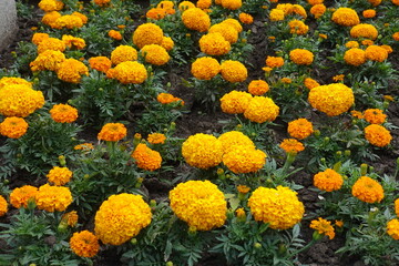 Vibrant orange flowers of Tagetes erecta in mid June