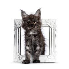 Adorable black smoke Maine Coon cat kitten, sitting throught white image frame. Looking curious towards camera. Isolated on a white background.