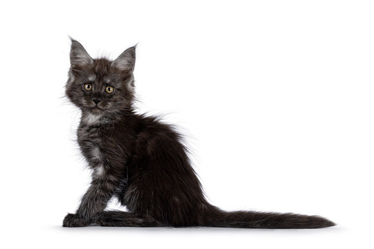 Adorable black smoke Maine Coon cat kitten, sitting up side ways. Looking curious towards camera. Isolated on a white background.