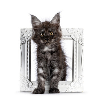 Adorable black smoke Maine Coon cat kitten, sitting throught white image frame. Looking curious towards camera. Isolated on a white background.