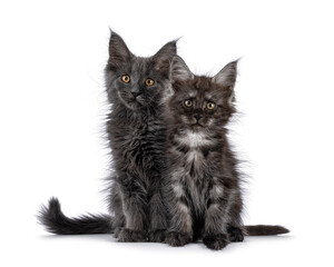 2 Maine Coon cat kittens, sitting together facing front. Looking towards camera. Isolated on a white background.
