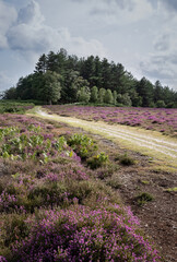 Fototapeta premium Open forest scene with flowering purple heather in the foreground, a footpath crossing the scene and a pine tree woodland in the background