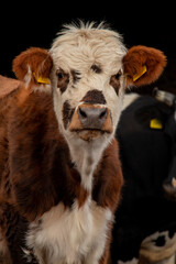Obraz premium Brown cow with white head looking at camera