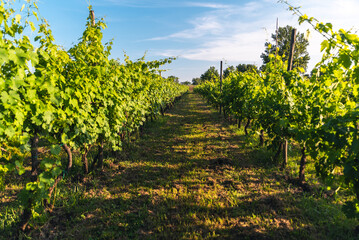 Fototapeta na wymiar Vineyard rows of green vines