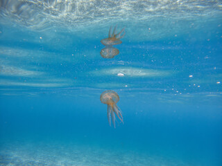 Pelagia Noctiluca Jellyfish in the ocean