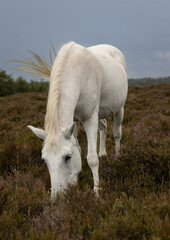 A lone white horse grazing in heather with contrasting grey sky and small amounts of purple flowing heather