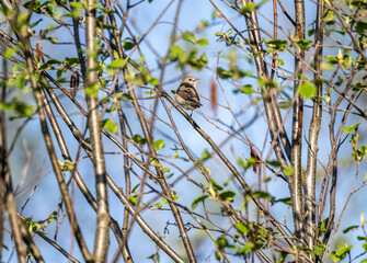 a beautiful bird sits on a branch and sings close-up on a sunny summer day