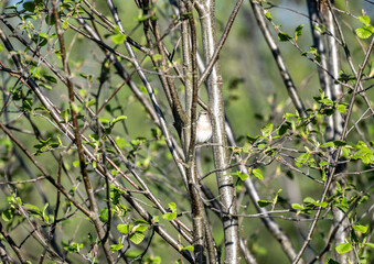 a beautiful bird sits on a branch and sings close-up on a sunny summer day