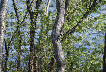 a beautiful bird sits on a branch and sings close-up on a sunny summer day