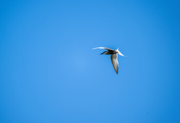 white tern on the hunt over the lake close-up